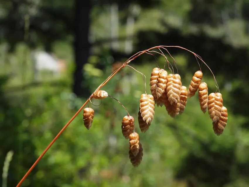 briza maxima plant showing characteristic features