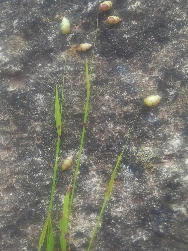 briza maxima plant showing characteristic features