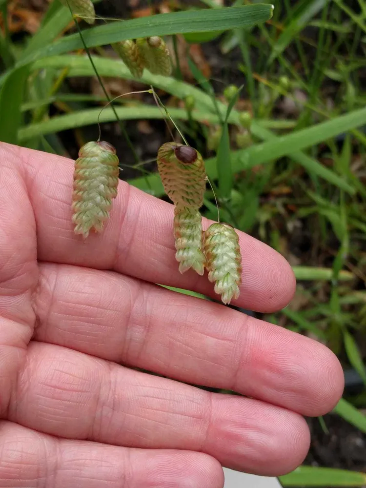 briza maxima plant showing characteristic features