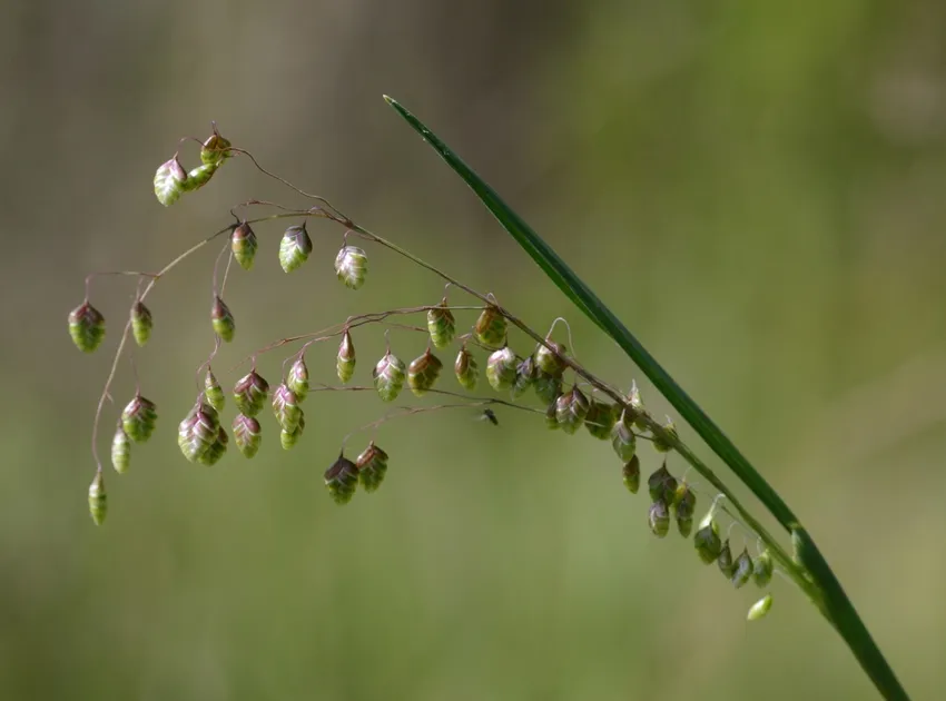 briza media plant showing characteristic features