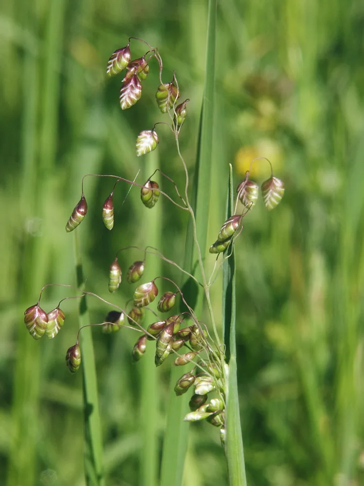 briza media plant showing characteristic features