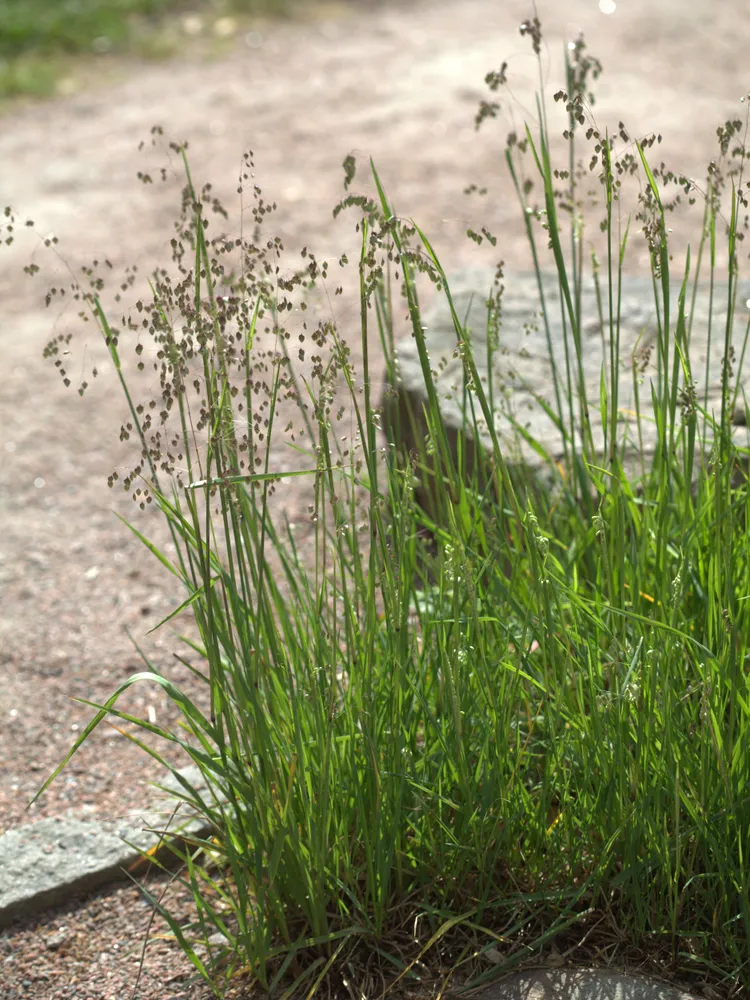 briza media plant showing characteristic features