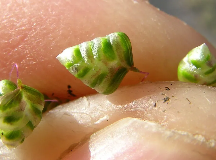 briza minor plant showing characteristic features