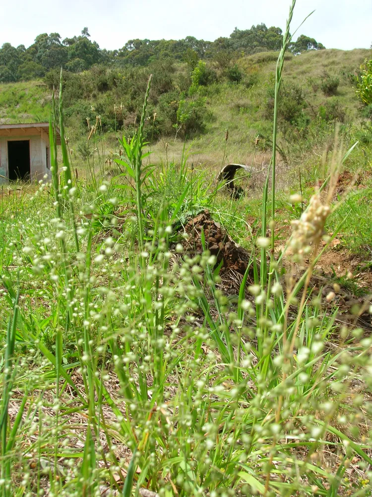 briza minor plant showing characteristic features