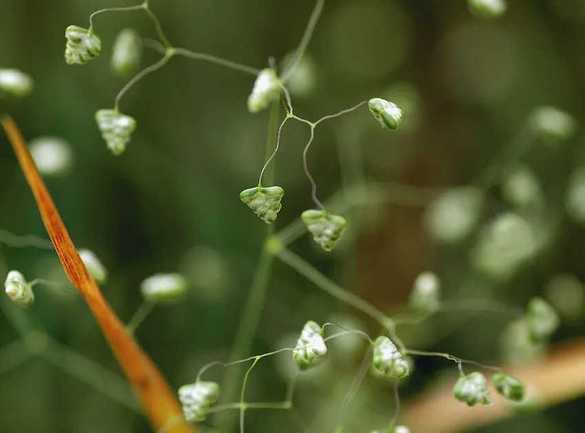 briza minor plant showing characteristic features