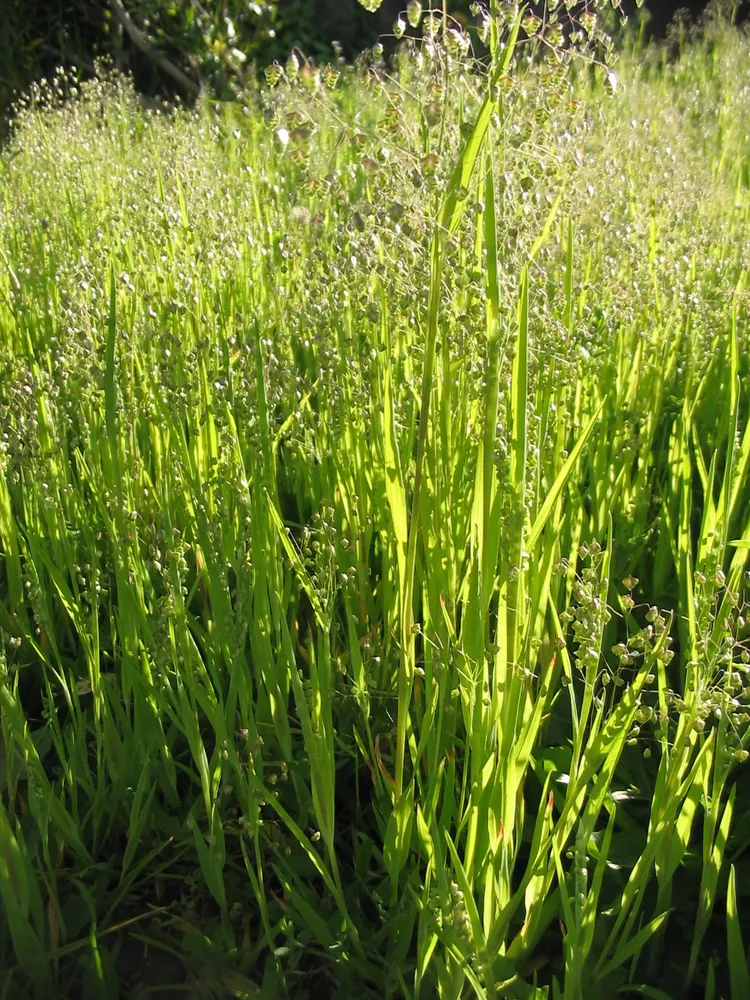 briza minor plant showing characteristic features