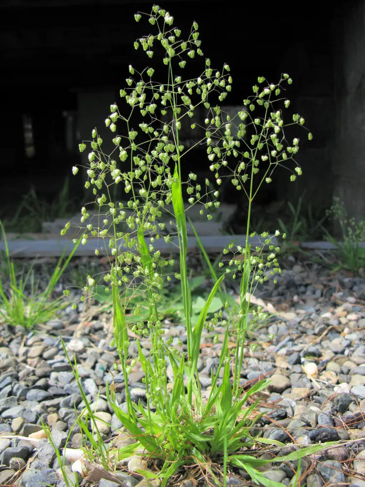 briza minor plant showing characteristic features