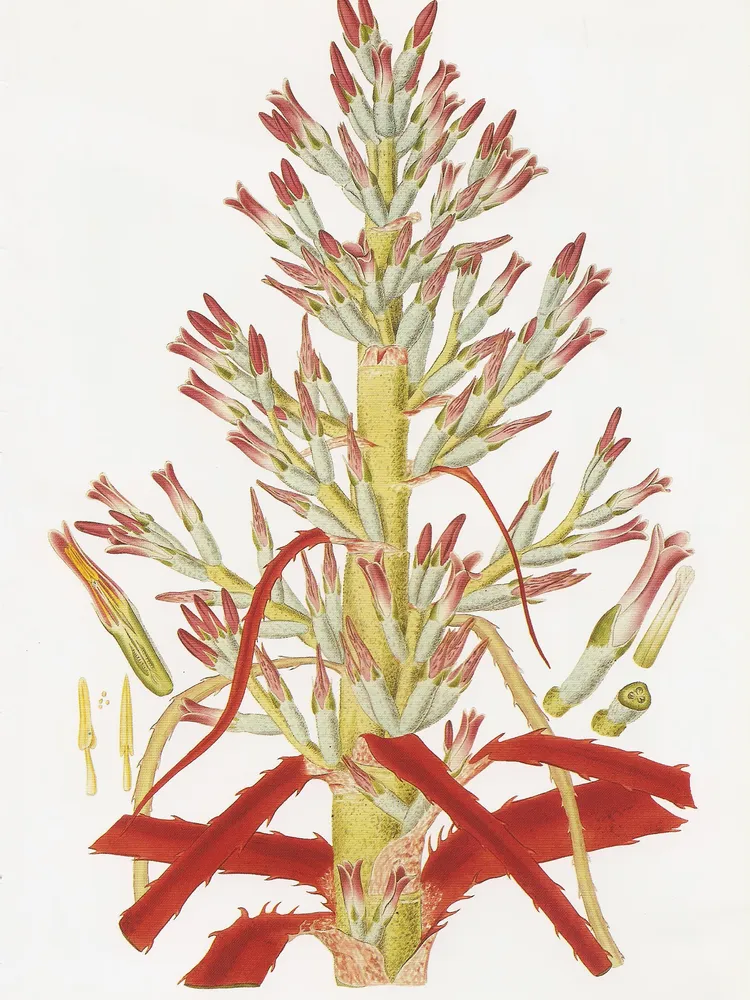 Plante bromelia antiacantha montrant ses caractéristiques typiques