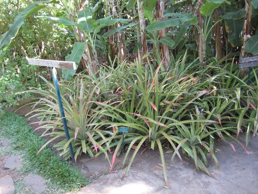 Plante bromelia balansae montrant ses caractéristiques typiques