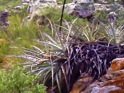 thumbnail bromelia laciniosa