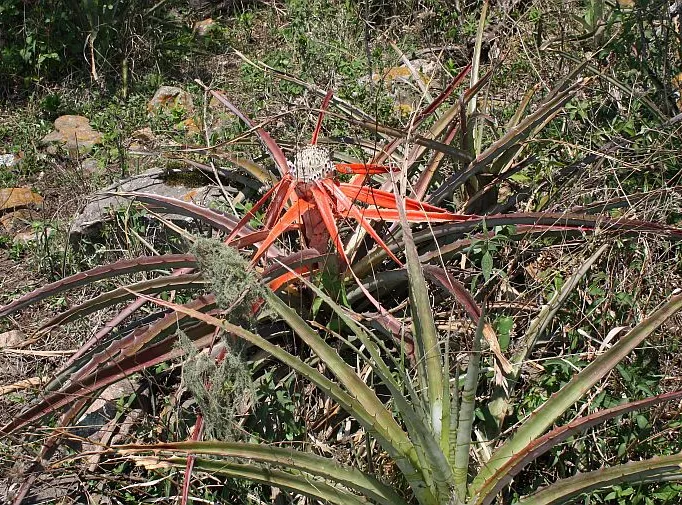 Plante bromelia serra montrant ses caractéristiques typiques