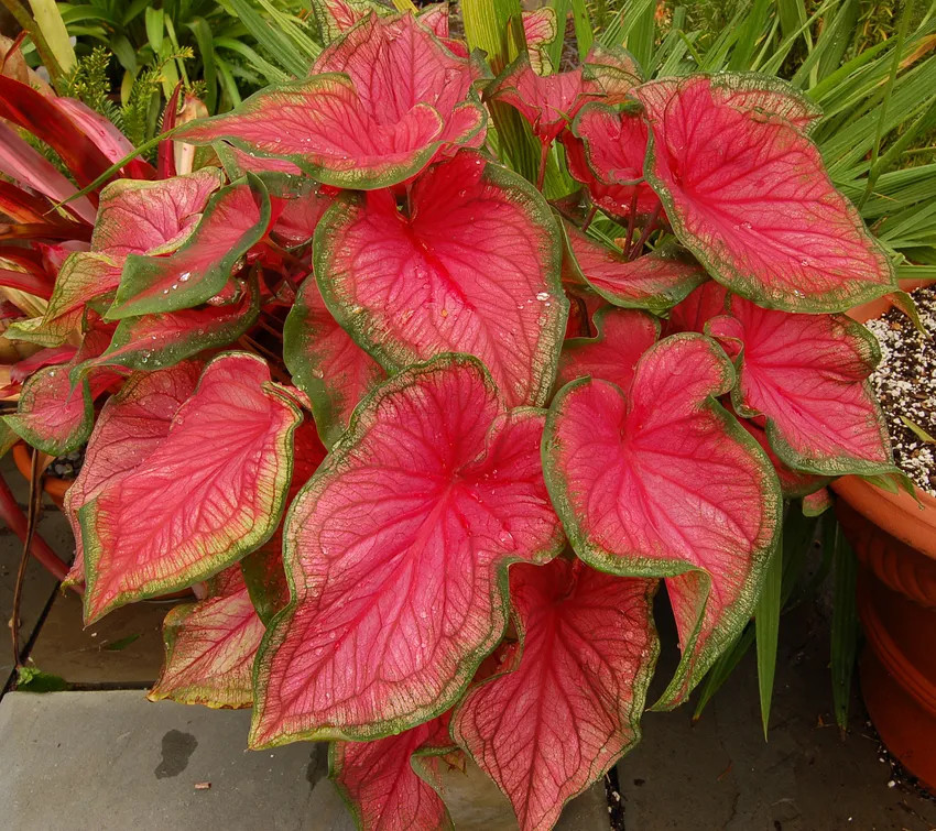 Plante caladium bicolor montrant ses caractéristiques typiques