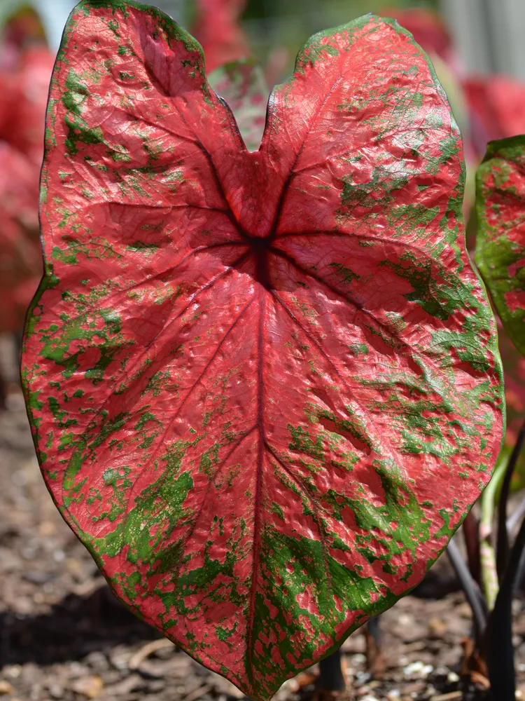 Plante caladium bicolor montrant ses caractéristiques typiques