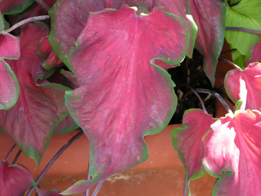 Plante caladium bicolor montrant ses caractéristiques typiques