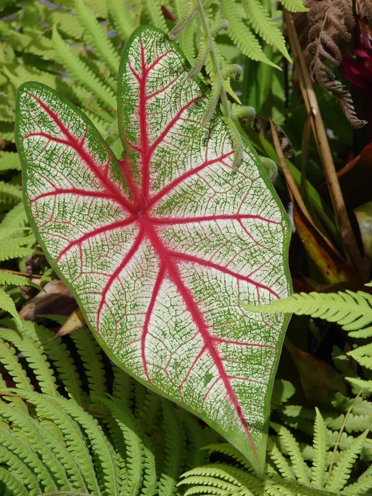Plante caladium bicolor montrant ses caractéristiques typiques