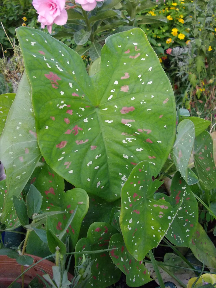 Plante caladium humboldtii montrant ses caractéristiques typiques