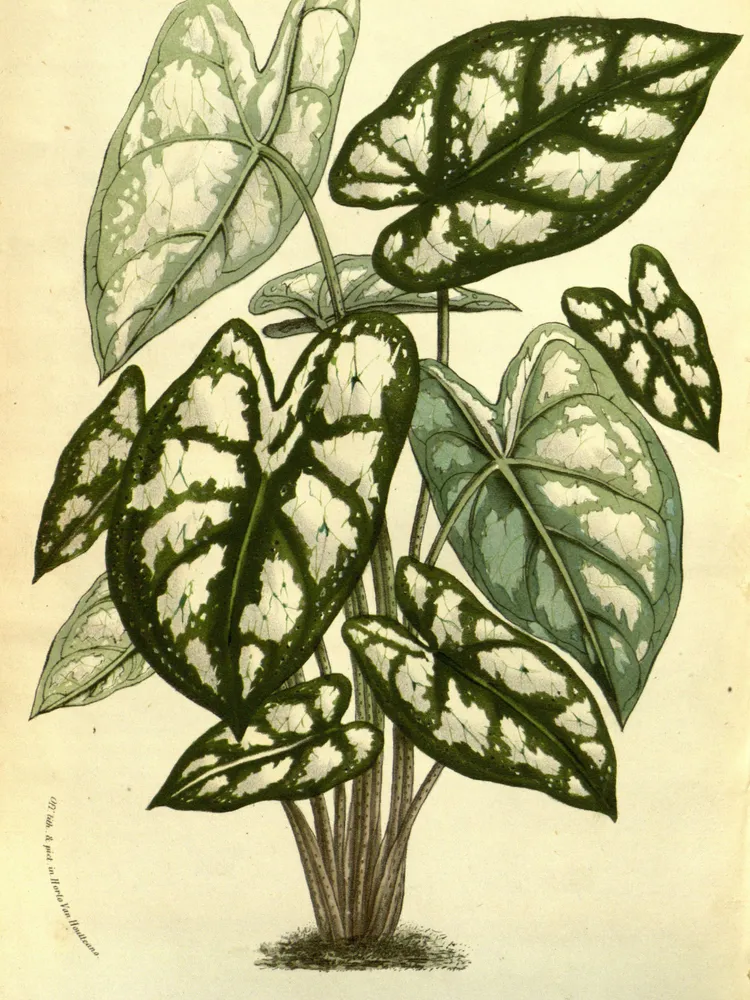 Plante caladium humboldtii montrant ses caractéristiques typiques