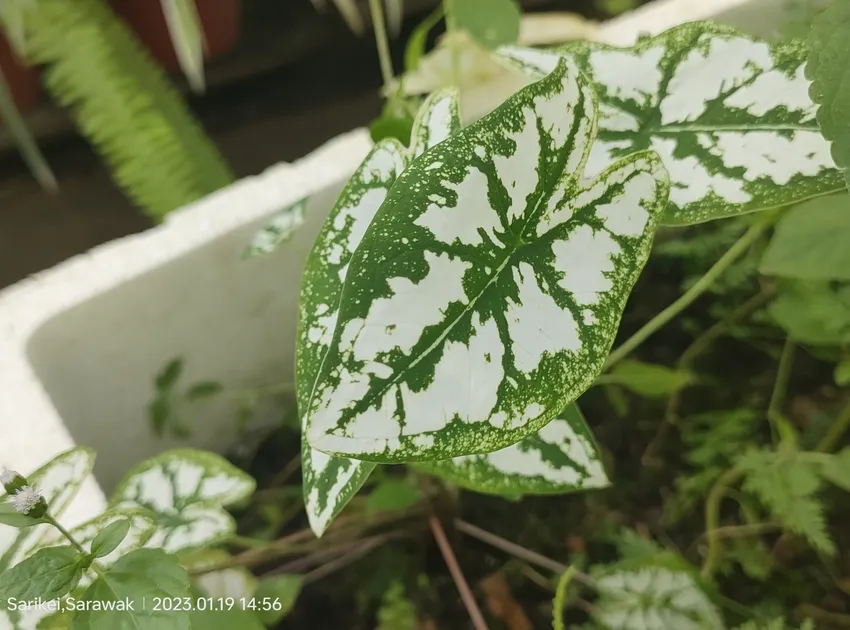 Plante caladium humboldtii montrant ses caractéristiques typiques