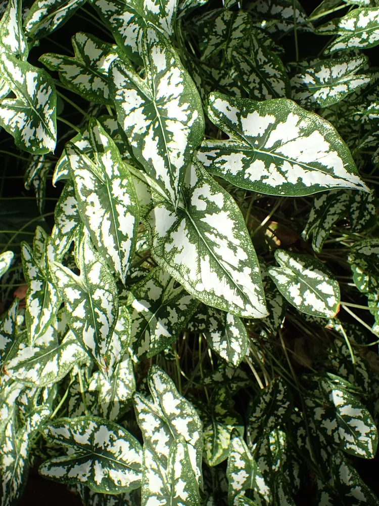 Plante caladium humboldtii montrant ses caractéristiques typiques