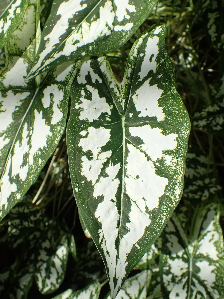 Plante caladium humboldtii montrant ses caractéristiques typiques