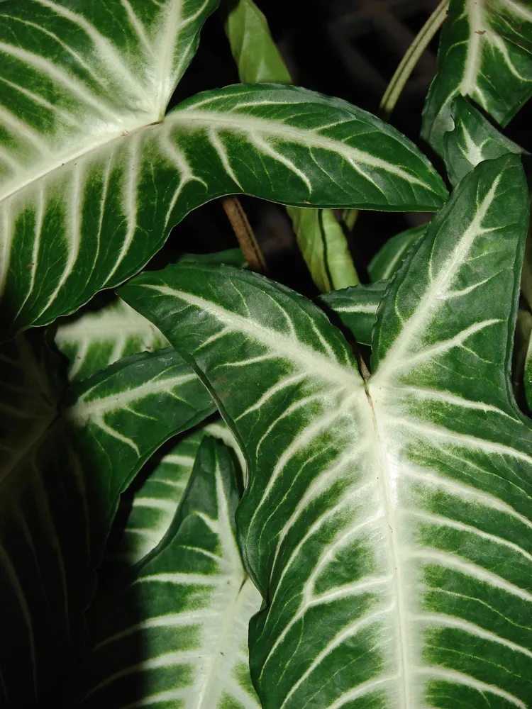 Plante caladium lindenii montrant ses caractéristiques typiques