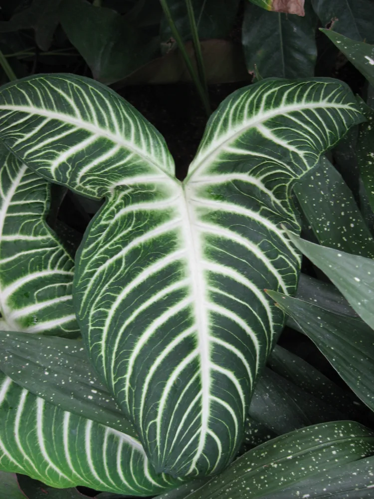 Plante caladium lindenii montrant ses caractéristiques typiques