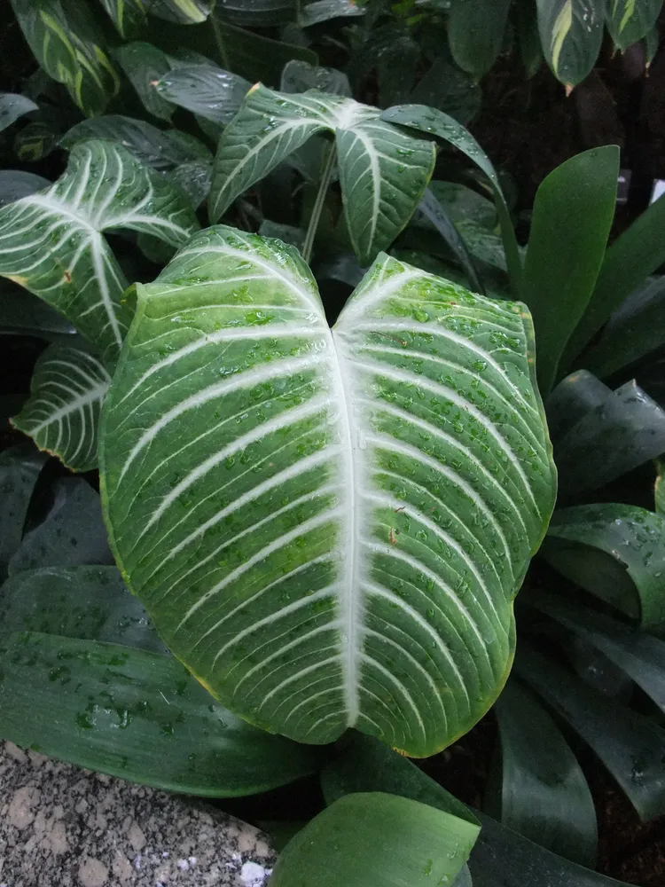 Plante caladium lindenii montrant ses caractéristiques typiques