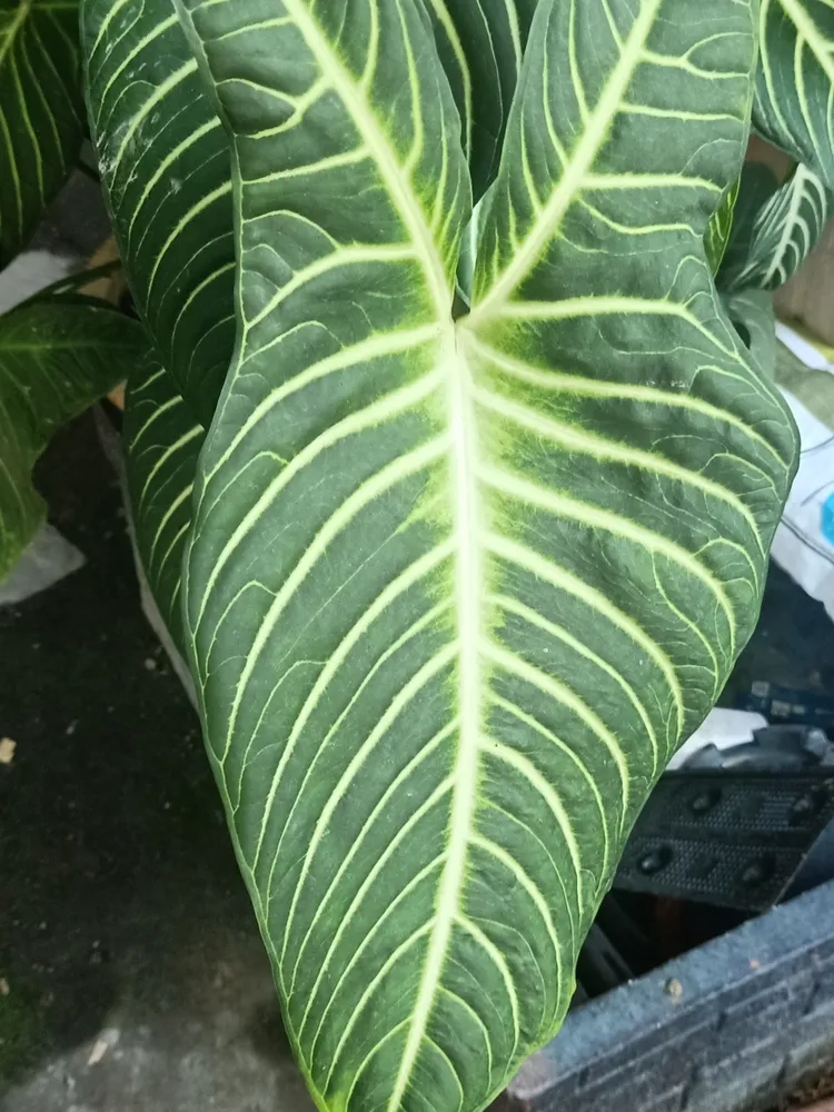 Plante caladium lindenii montrant ses caractéristiques typiques