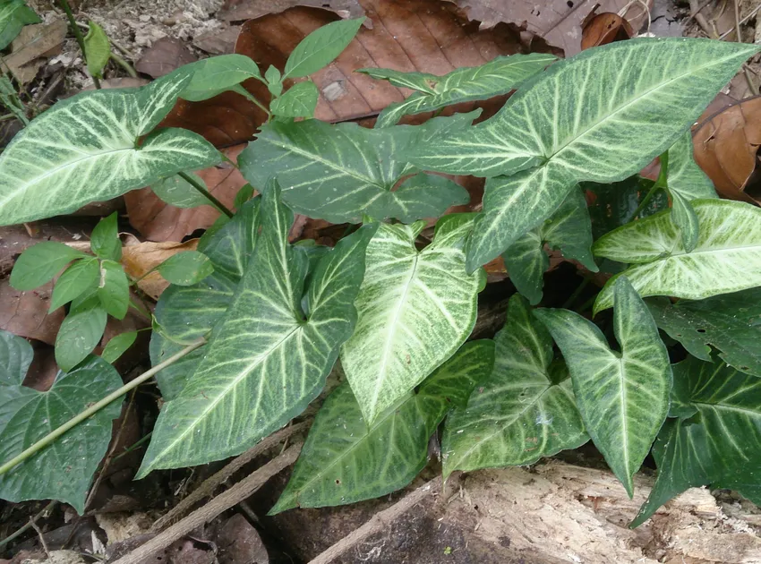 Plante caladium lindenii montrant ses caractéristiques typiques