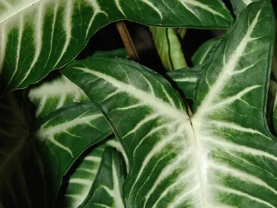Image miniature caladium lindenii