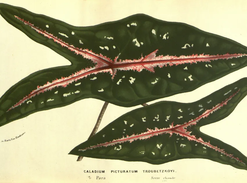 Plante caladium picturatum montrant ses caractéristiques typiques