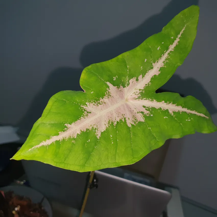 Plante caladium picturatum montrant ses caractéristiques typiques