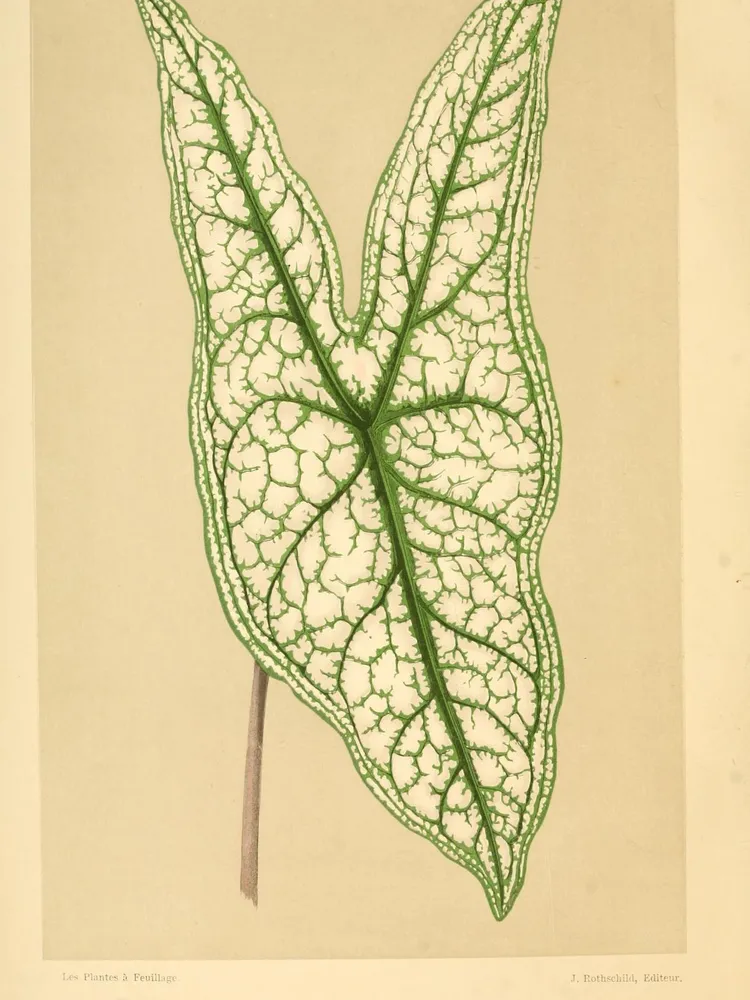 Plante caladium picturatum montrant ses caractéristiques typiques