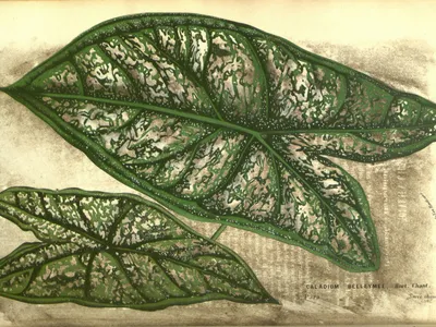 Image miniature caladium picturatum