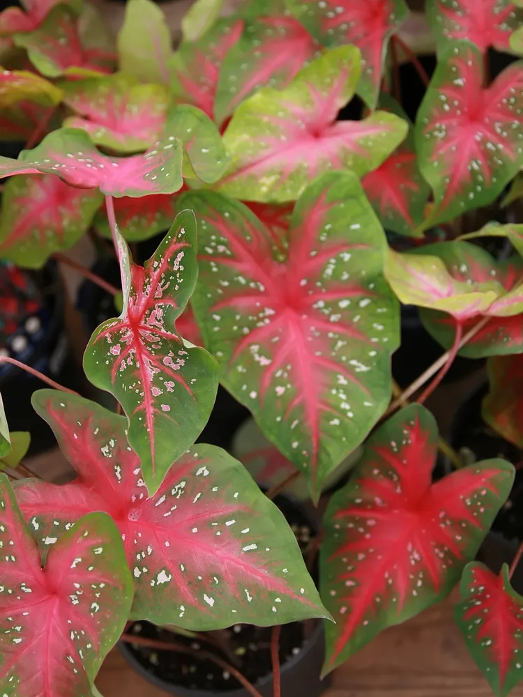 Plante caladium red flash montrant ses caractéristiques typiques