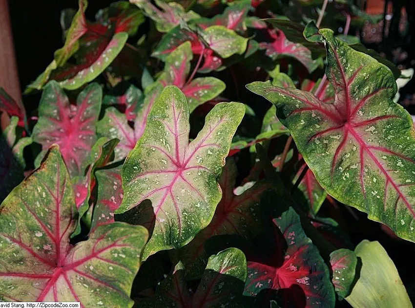 Plante caladium red flash montrant ses caractéristiques typiques