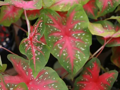 thumbnail caladium 'red flash'