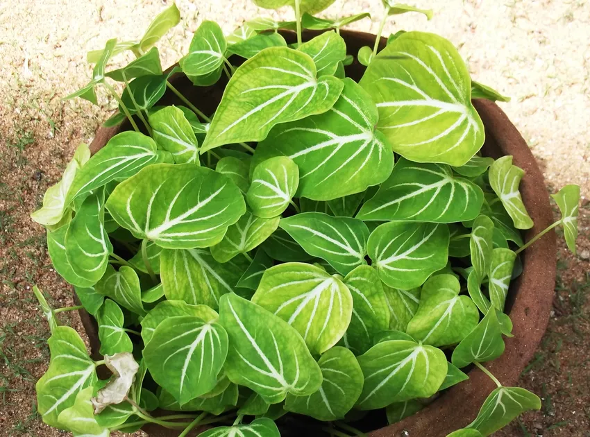Plante caladium schomburgkii montrant ses caractéristiques typiques