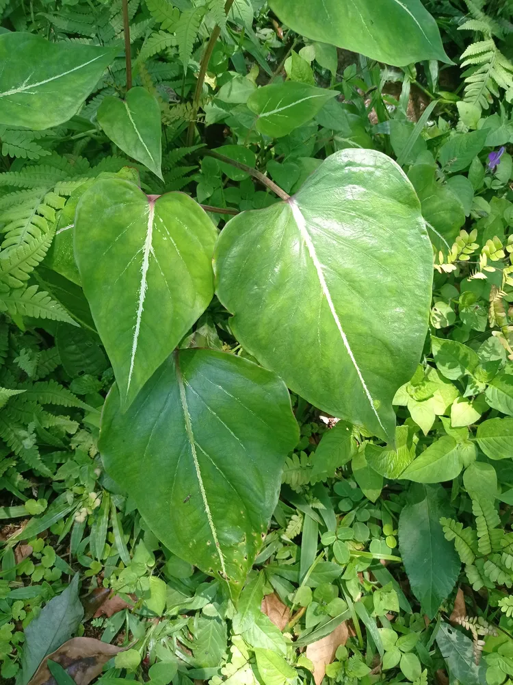 Plante caladium schomburgkii montrant ses caractéristiques typiques
