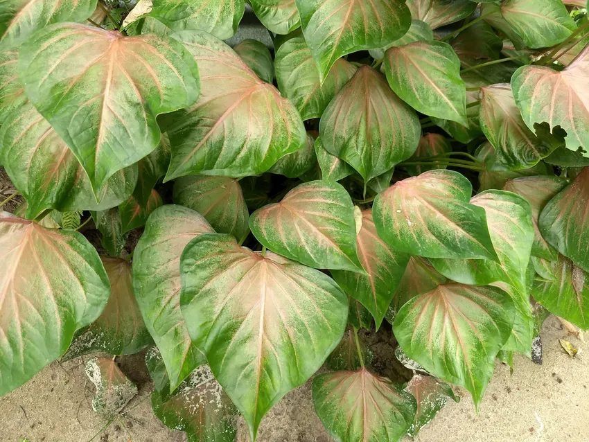 Plante caladium schomburgkii montrant ses caractéristiques typiques