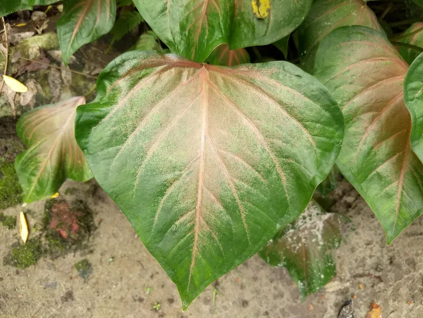 Plante caladium schomburgkii montrant ses caractéristiques typiques