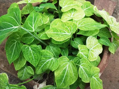 Image miniature caladium schomburgkii