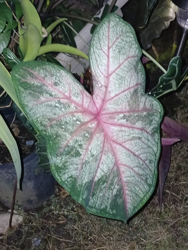 Plante caladium steudneriifolium montrant ses caractéristiques typiques