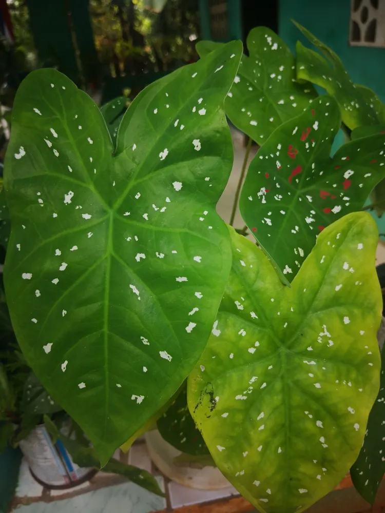 Plante caladium steudneriifolium montrant ses caractéristiques typiques