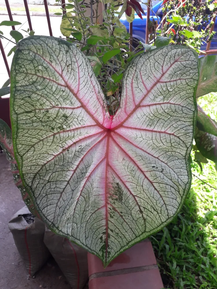 Plante caladium steudneriifolium montrant ses caractéristiques typiques
