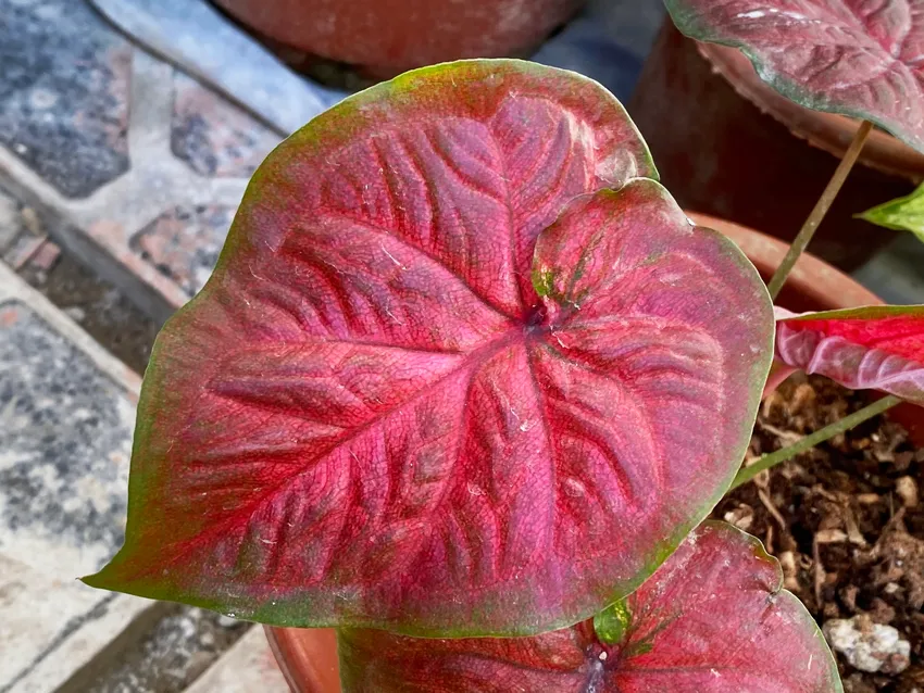 Plante caladium steudneriifolium montrant ses caractéristiques typiques