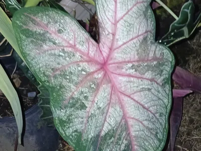 Image miniature caladium steudneriifolium