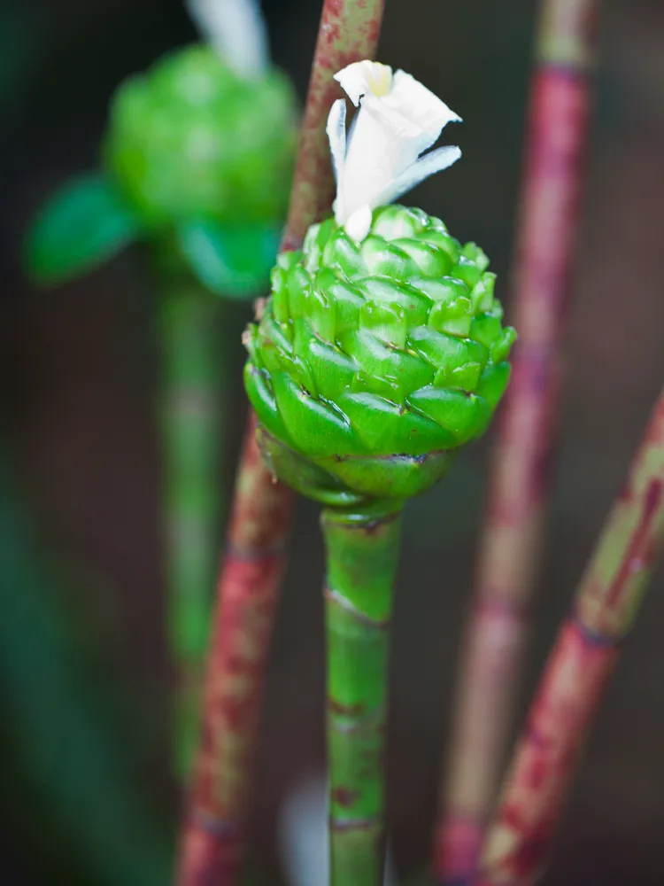 calathea cylindrica plant showing characteristic features