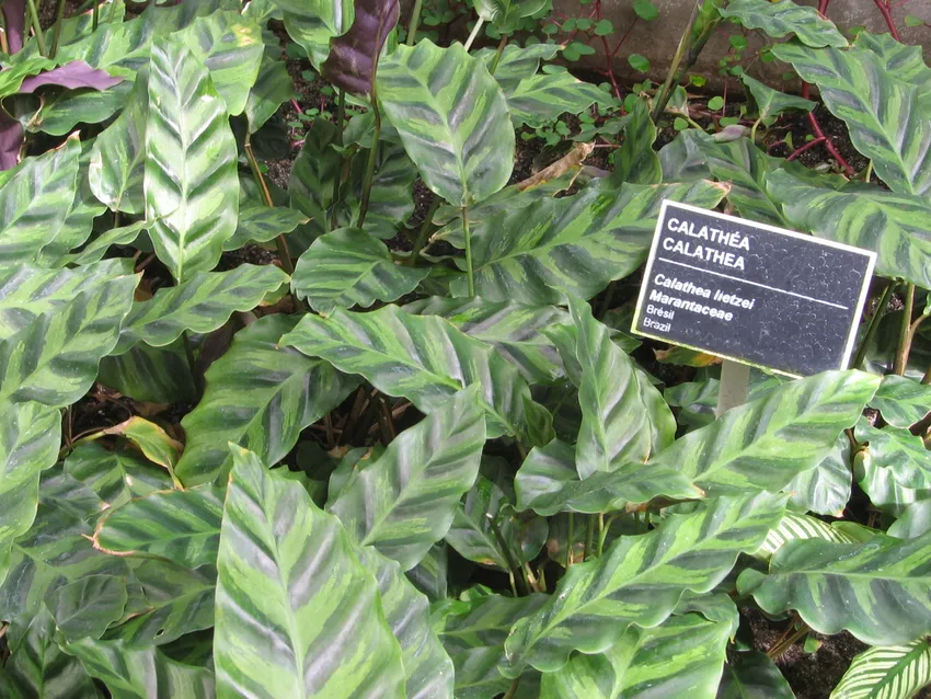 calathea lietzei plant showing characteristic features