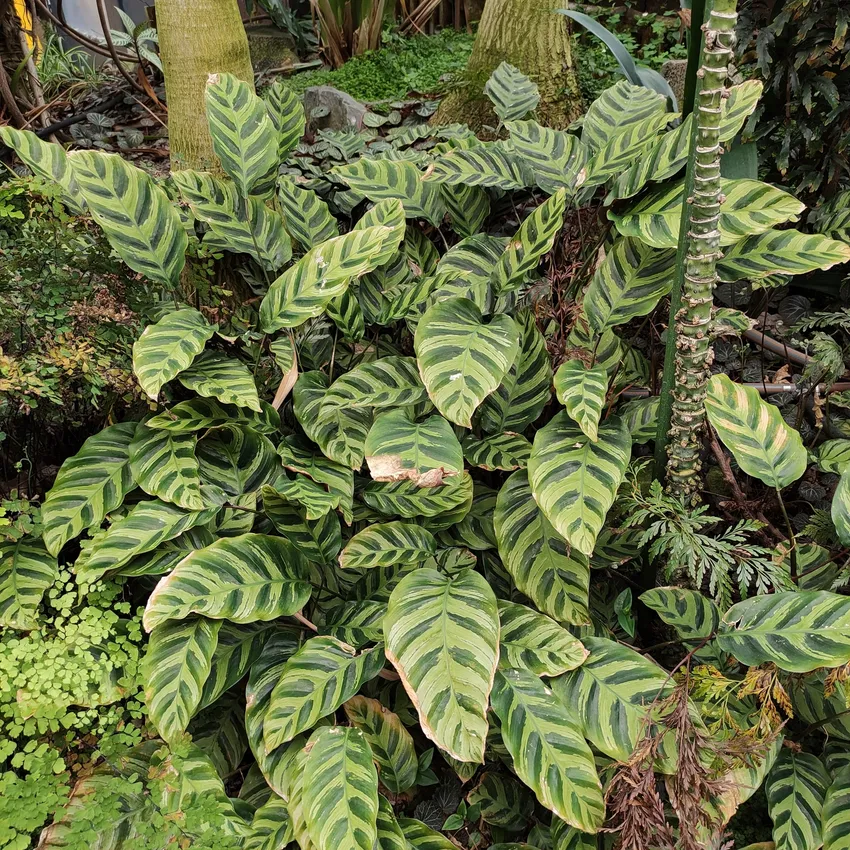 calathea lietzei plant showing characteristic features